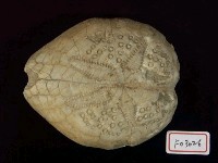 布萊恩海膽藏品圖，第3張